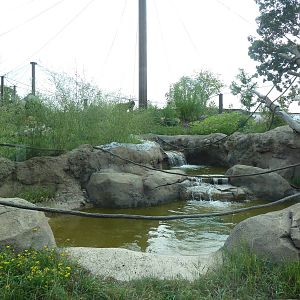 Gorilla Forest Exhibit (New in 2013)