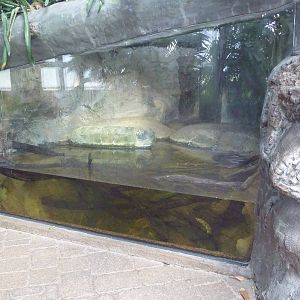 Tropical Encounters - Green Anaconda Exhibit