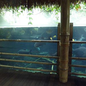 Tropical Encounters - Amazon Fish Tank