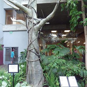 Tropical Encounters - Two-Toed Sloth Exhibit