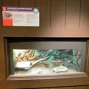 Arizona Trail - Reptile Exhibits
