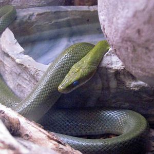 Arizona Trail - Reptile Exhibits