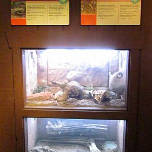 Arizona Trail - Reptile Exhibits