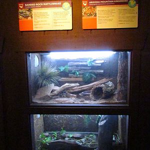 Arizona Trail - Reptile Exhibits