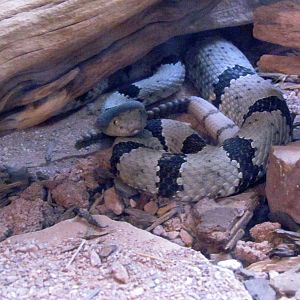 Arizona Trail - Reptile Exhibits