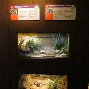 Arizona Trail - Reptile Exhibits