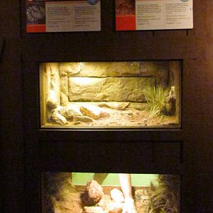 Arizona Trail - Reptile Exhibits