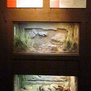 Arizona Trail - Reptile Exhibits