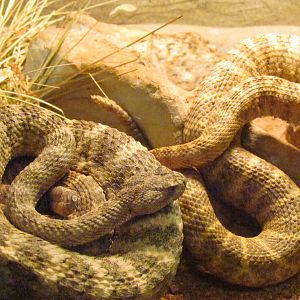 Arizona Trail - Reptile Exhibits