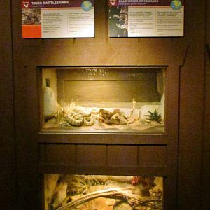 Arizona Trail - Reptile Exhibits