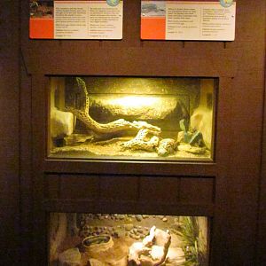 Arizona Trail - Reptile Exhibits