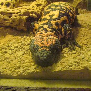 Arizona Trail - Reptile Exhibits