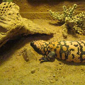 Arizona Trail - Reptile Exhibits