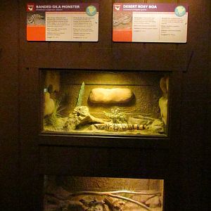 Arizona Trail - Reptile Exhibits
