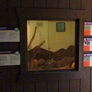 Arizona Trail - Reptile Exhibits