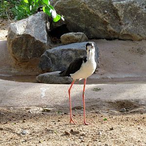 Arizona Trail - Aviary