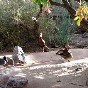 Arizona Trail - Aviary