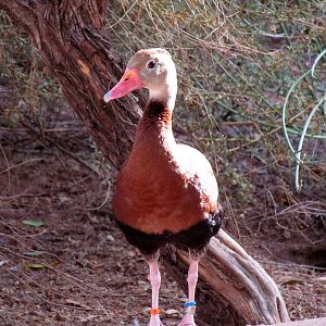 Arizona Trail - Aviary