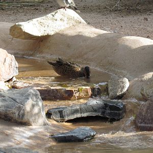 Arizona Trail - Aviary