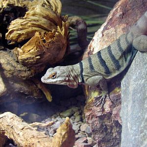 Arizona Trail - Deserts of the World