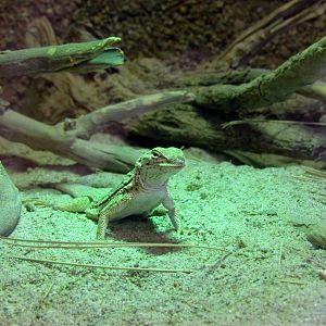 Arizona Trail - Deserts of the World