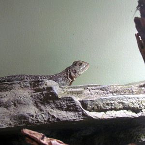 Arizona Trail - Deserts of the World