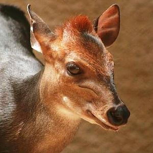 Black Duiker