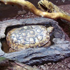 Arizona Trail - Deserts of the World