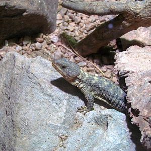 Arizona Trail - Deserts of the World