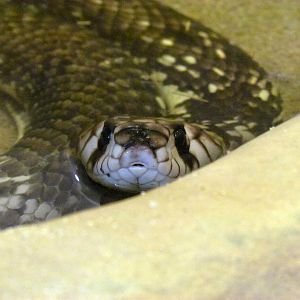 Arizona Trail - Deserts of the World