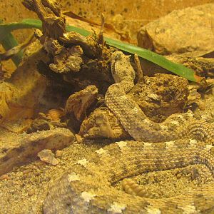 Arizona Trail - Deserts of the World