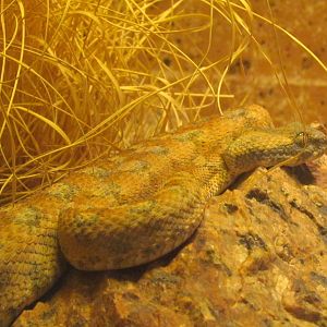 Arizona Trail - Deserts of the World