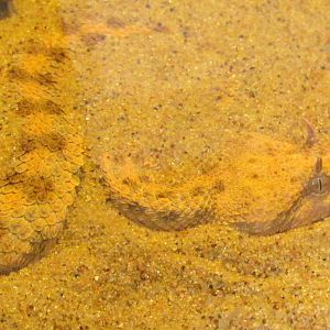 Arizona Trail - Deserts of the World