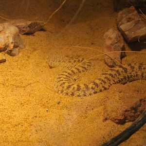 Arizona Trail - Deserts of the World