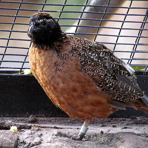 Arizona Trail - Aviary