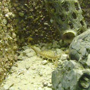 Arizona Trail - Diversity in the Desert