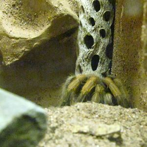 Arizona Trail - Diversity in the Desert