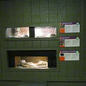 Arizona Trail - Diversity in the Desert