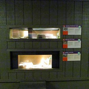 Arizona Trail - Diversity in the Desert