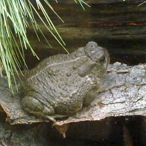 Arizona Trail - Diversity in the Desert