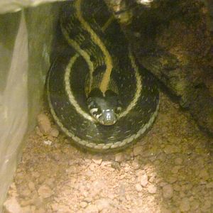 Arizona Trail - Diversity in the Desert