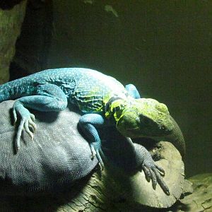 Arizona Trail - Diversity in the Desert