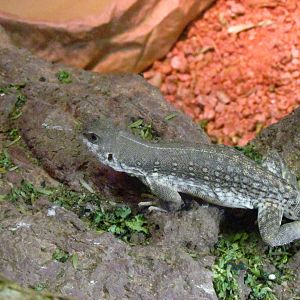 Arizona Trail - Diversity in the Desert