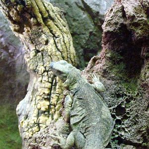 Arizona Trail - Diversity in the Desert
