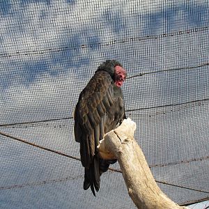 Arizona Trail - Aviary