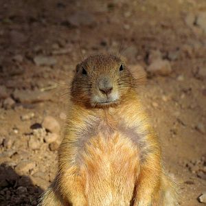 Arizona Trail - Aviary