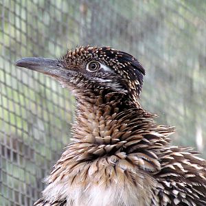 Arizona Trail - Aviary