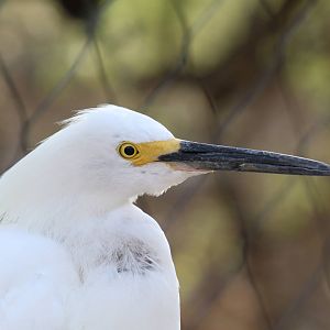 Arizona Trail - Aviary