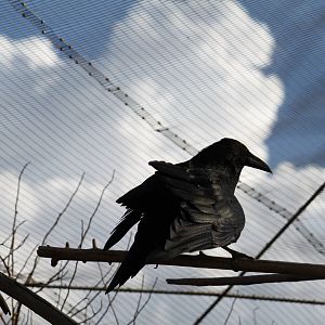 Arizona Trail - Aviary