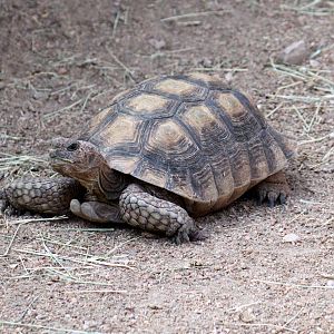 Arizona Trail - Reptile Exhibits